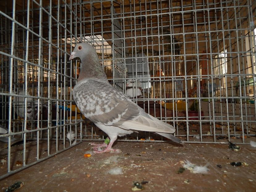  - Sannicolau Mare Noiembrie 2018