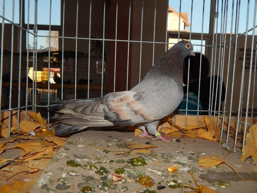  - Sannicolau Mare Noiembrie 2018