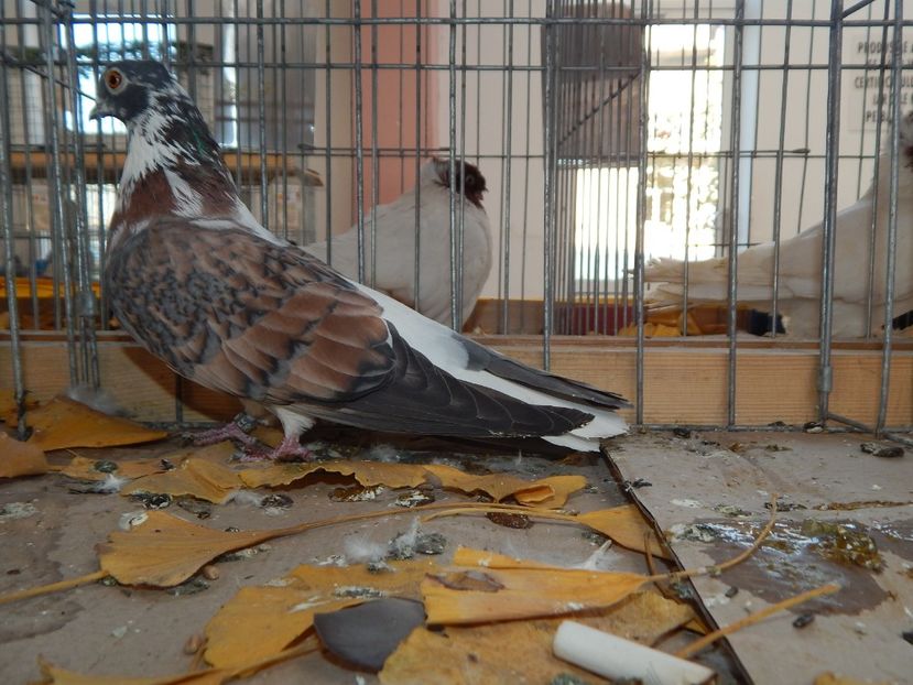  - Sannicolau Mare Noiembrie 2018