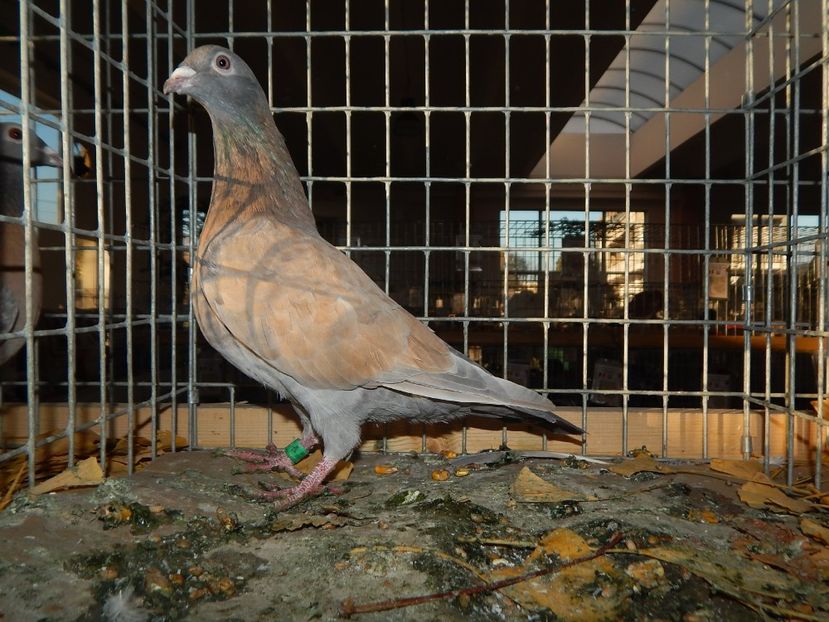  - Sannicolau Mare Noiembrie 2018