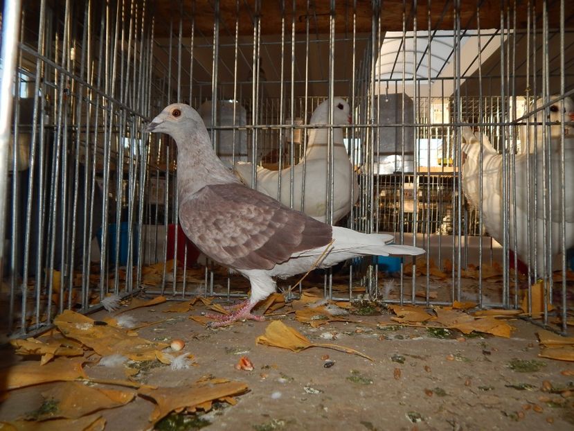  - Sannicolau Mare Noiembrie 2018