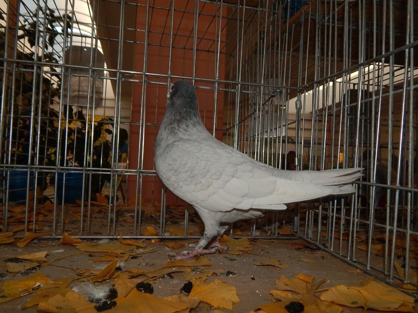  - Sannicolau Mare Noiembrie 2018