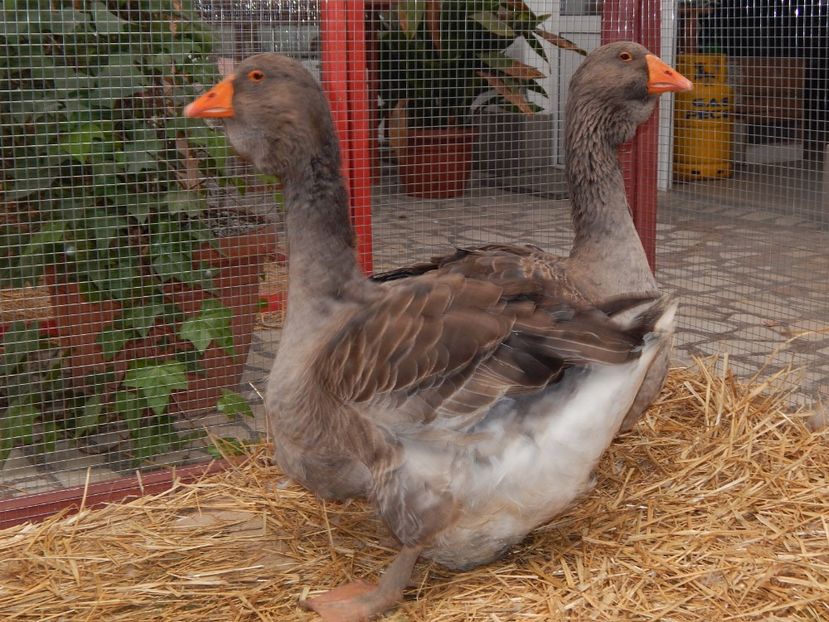  - Sannicolau Mare Noiembrie 2018