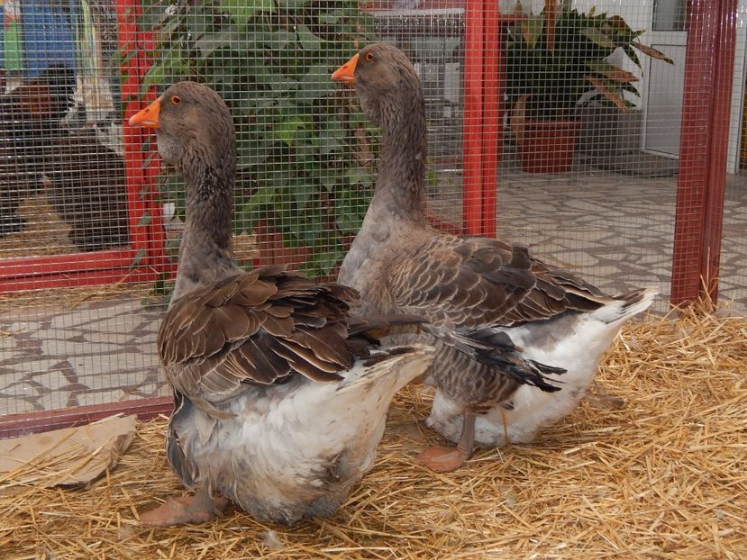  - Sannicolau Mare Noiembrie 2018