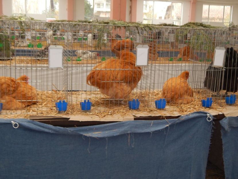  - Sannicolau Mare Noiembrie 2018