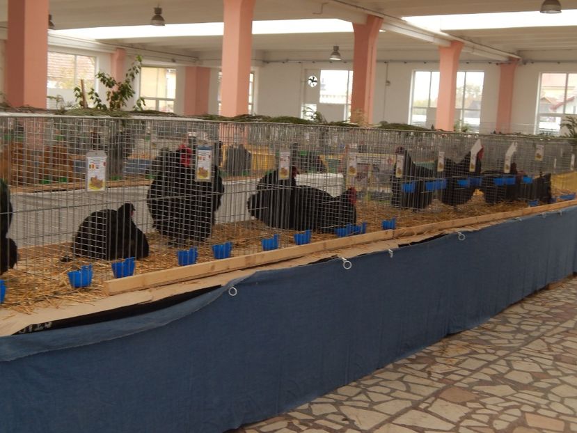  - Sannicolau Mare Noiembrie 2018