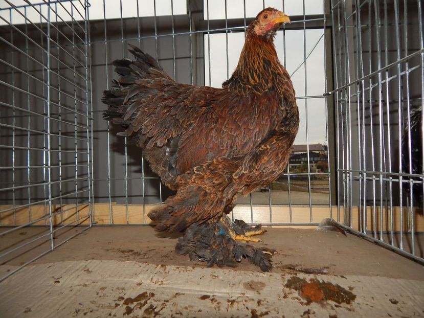  - Sannicolau Mare Noiembrie 2018