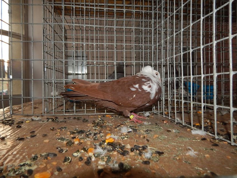  - Sannicolau Mare Noiembrie 2018