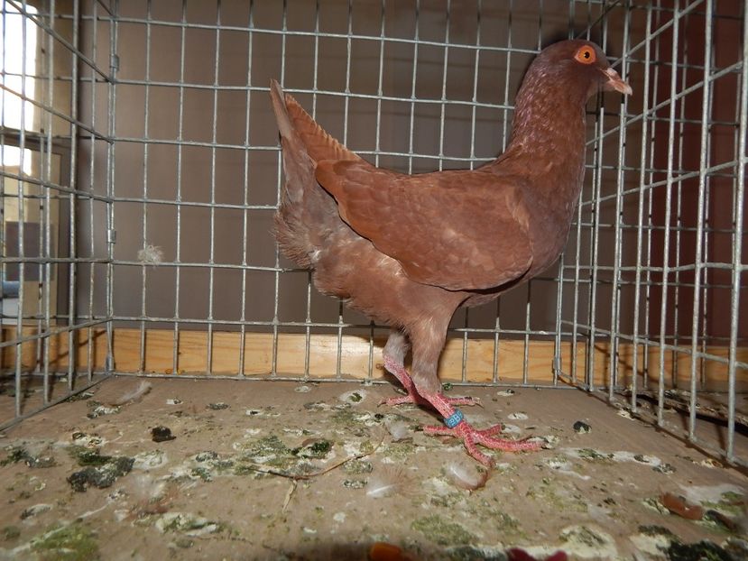  - Sannicolau Mare Noiembrie 2018