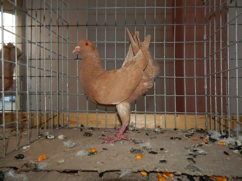  - Sannicolau Mare Noiembrie 2018