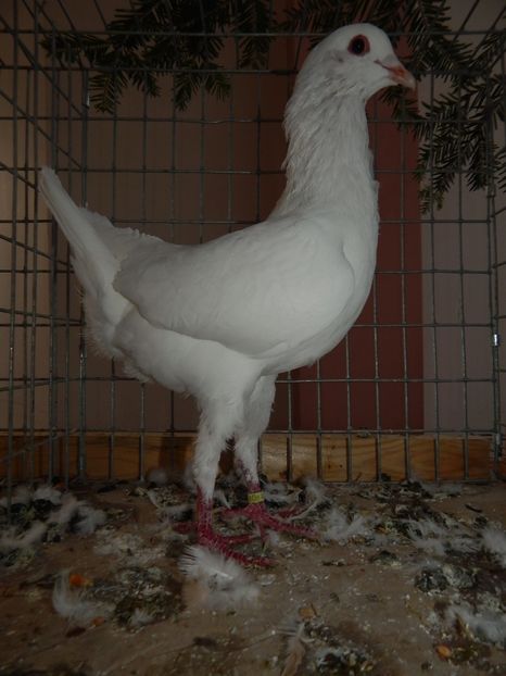  - Sannicolau Mare Noiembrie 2018