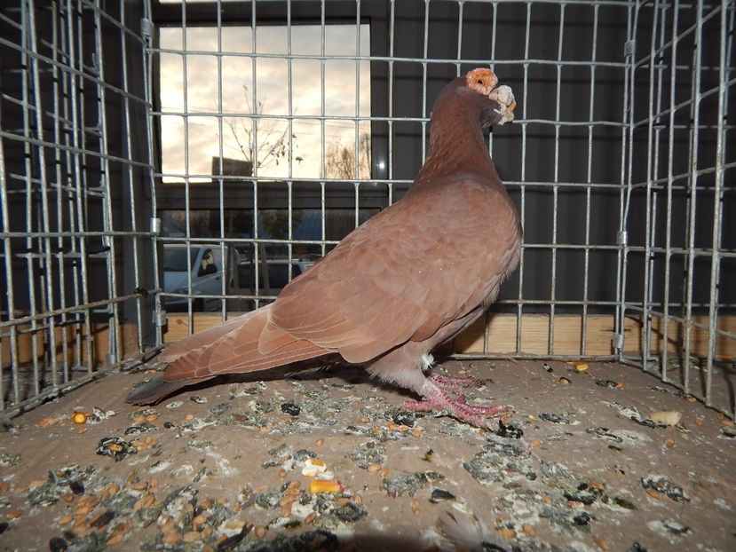  - Sannicolau Mare Noiembrie 2018