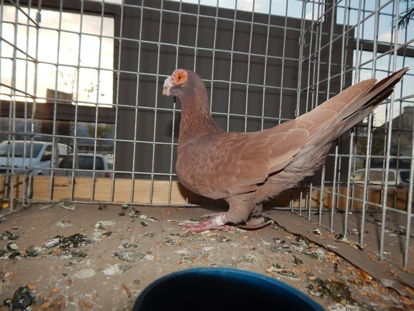  - Sannicolau Mare Noiembrie 2018