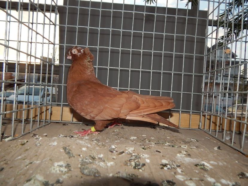  - Sannicolau Mare Noiembrie 2018