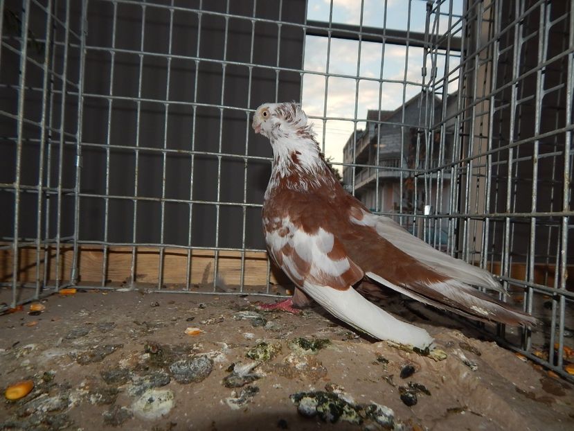  - Sannicolau Mare Noiembrie 2018