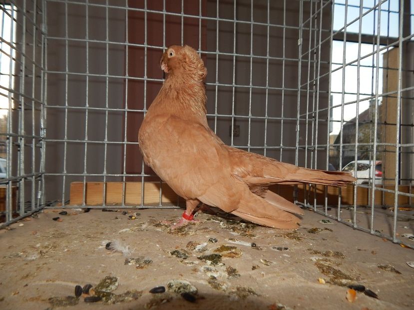  - Sannicolau Mare Noiembrie 2018