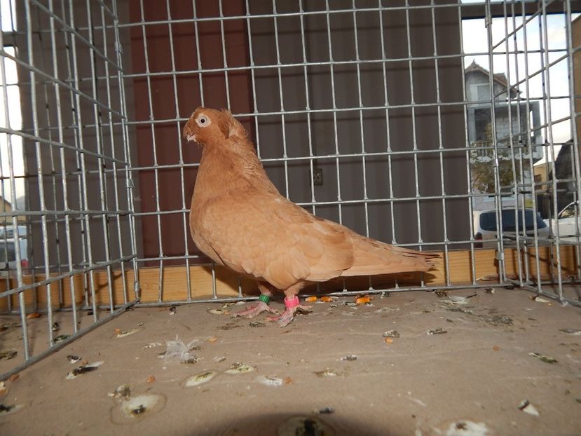  - Sannicolau Mare Noiembrie 2018