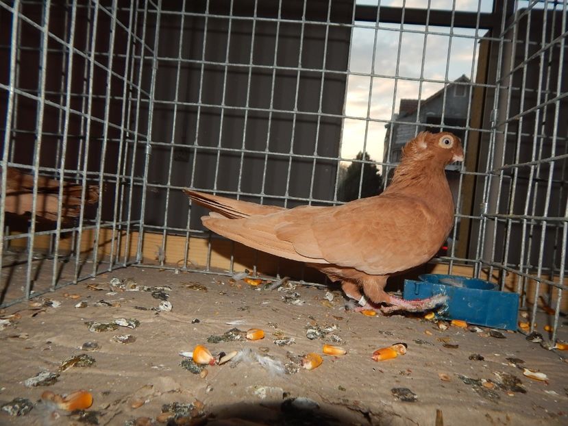  - Sannicolau Mare Noiembrie 2018