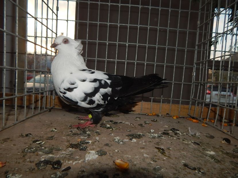  - Sannicolau Mare Noiembrie 2018