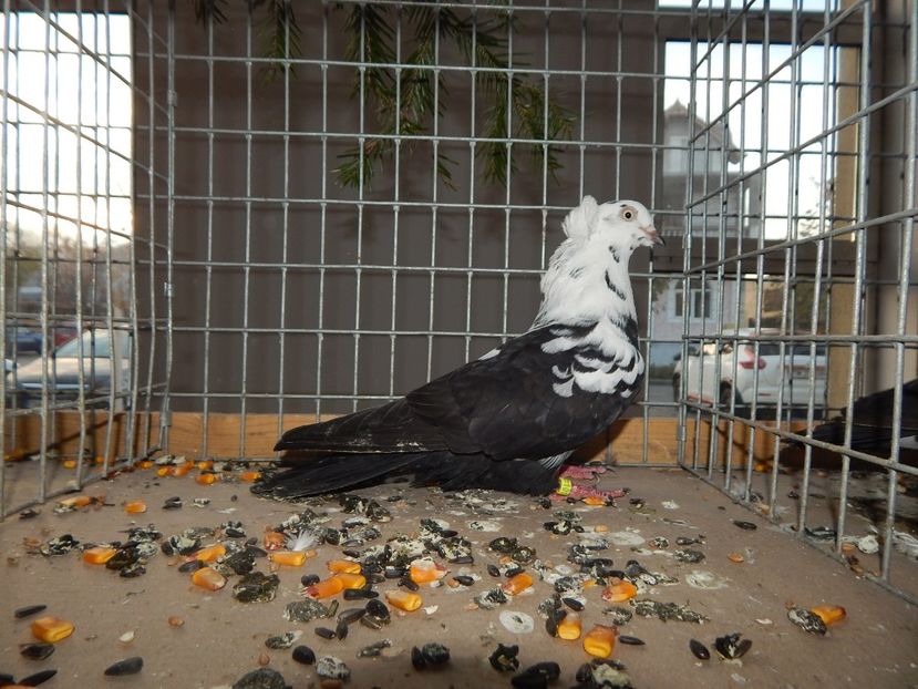  - Sannicolau Mare Noiembrie 2018