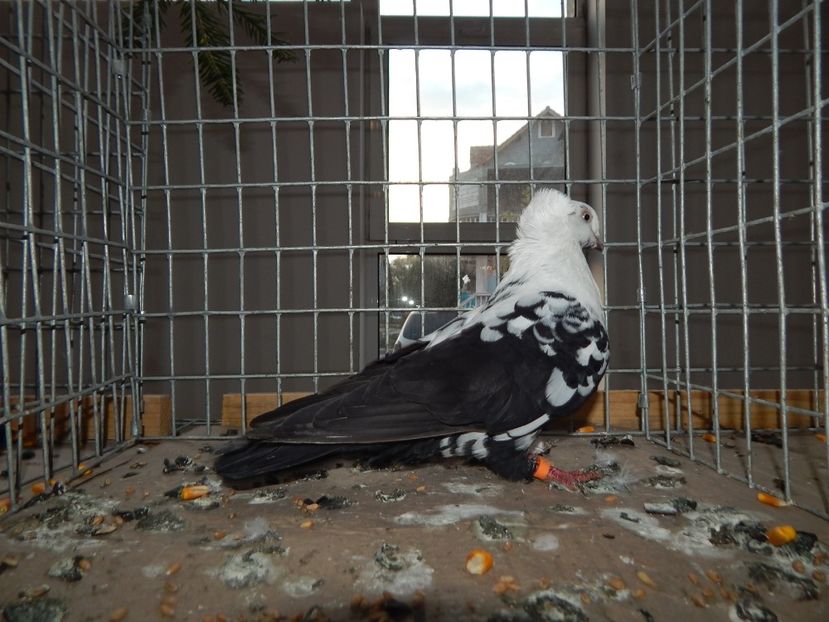  - Sannicolau Mare Noiembrie 2018