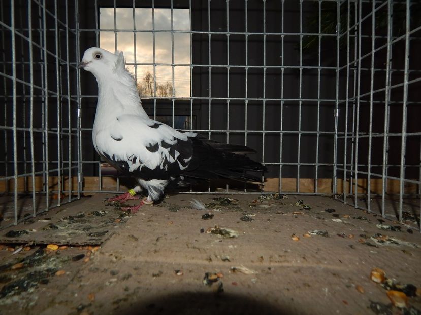  - Sannicolau Mare Noiembrie 2018