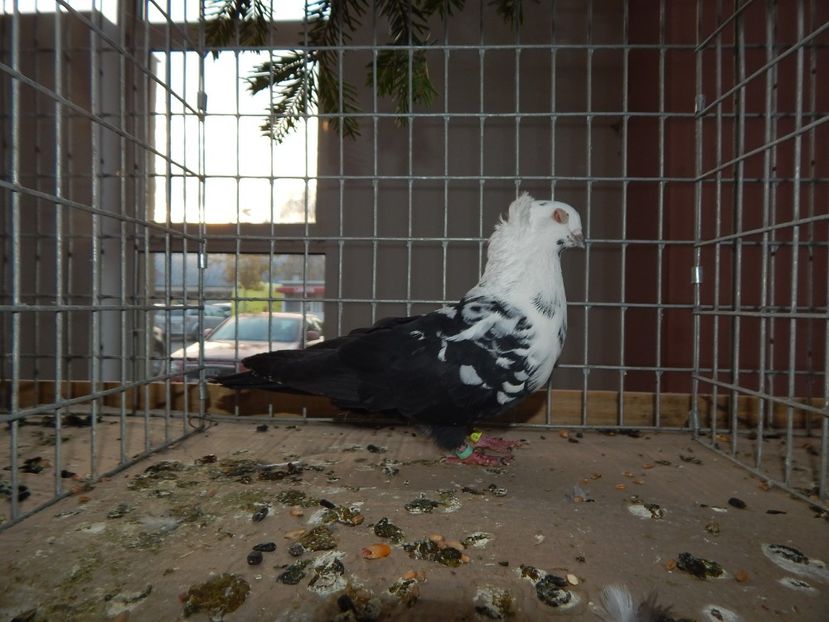  - Sannicolau Mare Noiembrie 2018