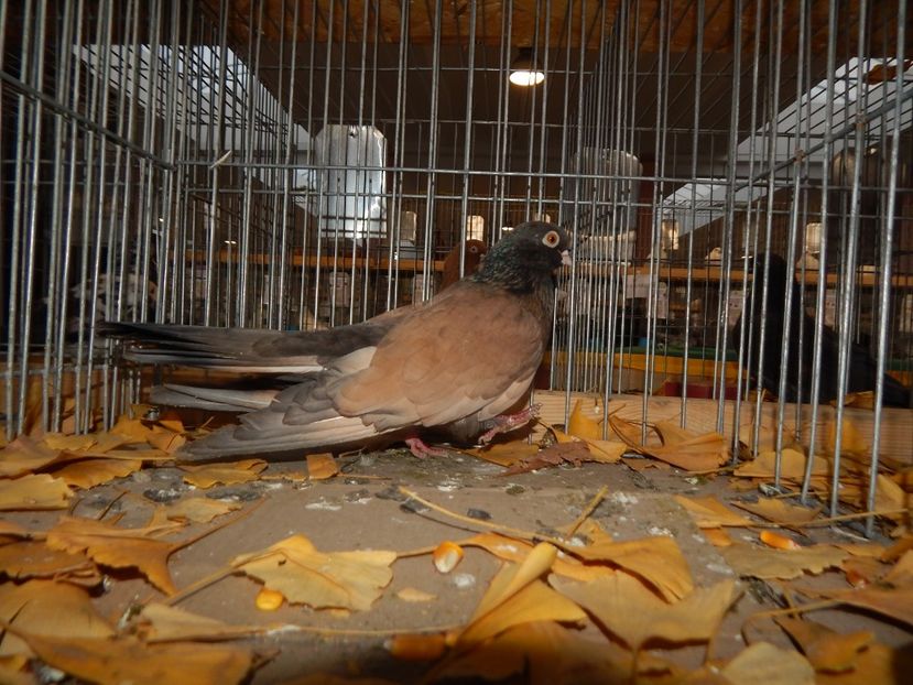  - Sannicolau Mare Noiembrie 2018