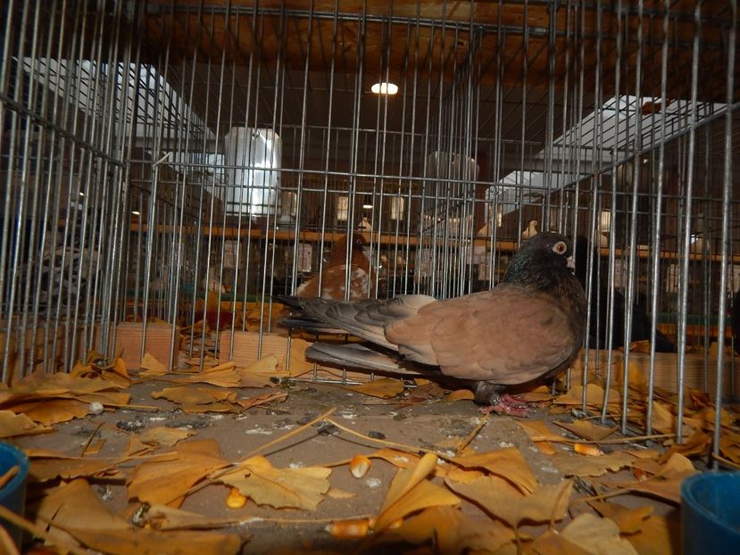  - Sannicolau Mare Noiembrie 2018