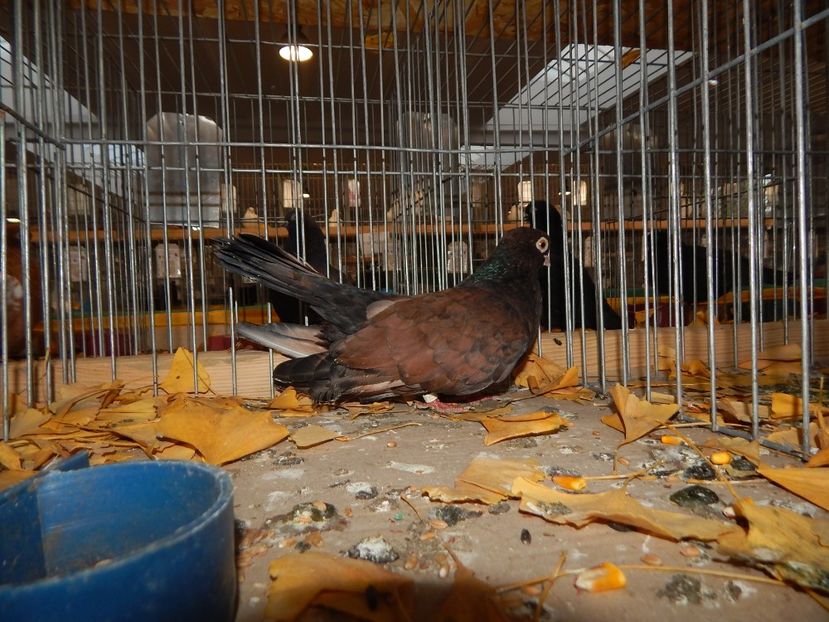  - Sannicolau Mare Noiembrie 2018