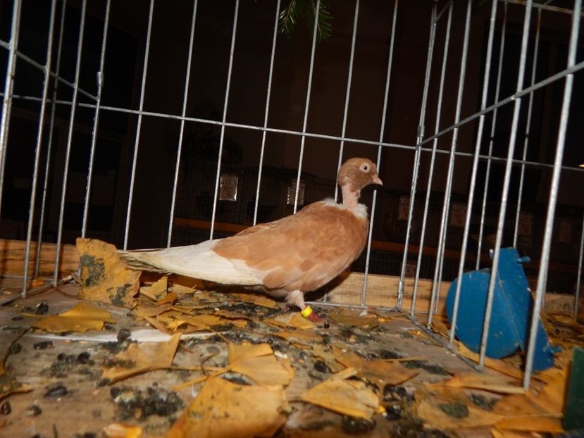  - Sannicolau Mare Noiembrie 2018