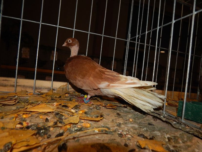  - Sannicolau Mare Noiembrie 2018