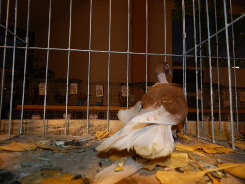  - Sannicolau Mare Noiembrie 2018