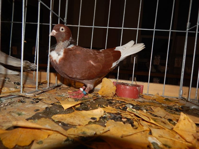  - Sannicolau Mare Noiembrie 2018