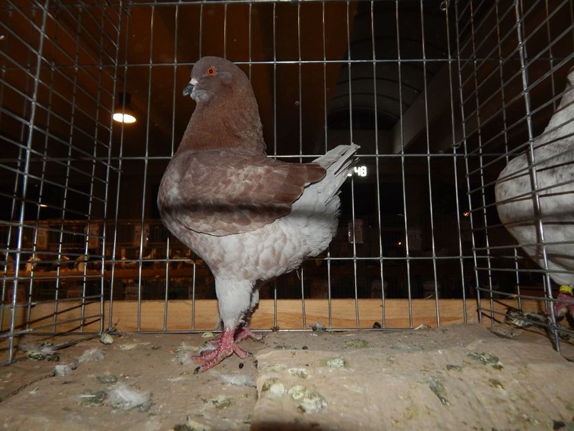  - Sannicolau Mare Noiembrie 2018