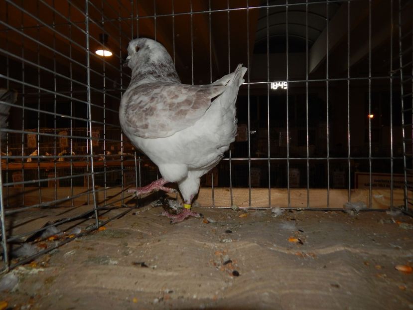  - Sannicolau Mare Noiembrie 2018