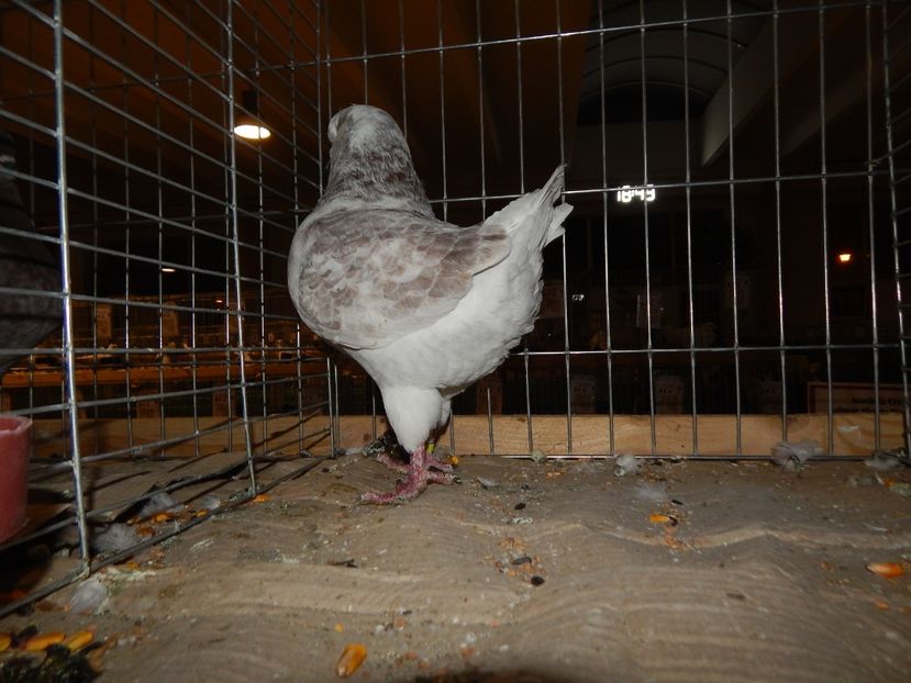  - Sannicolau Mare Noiembrie 2018