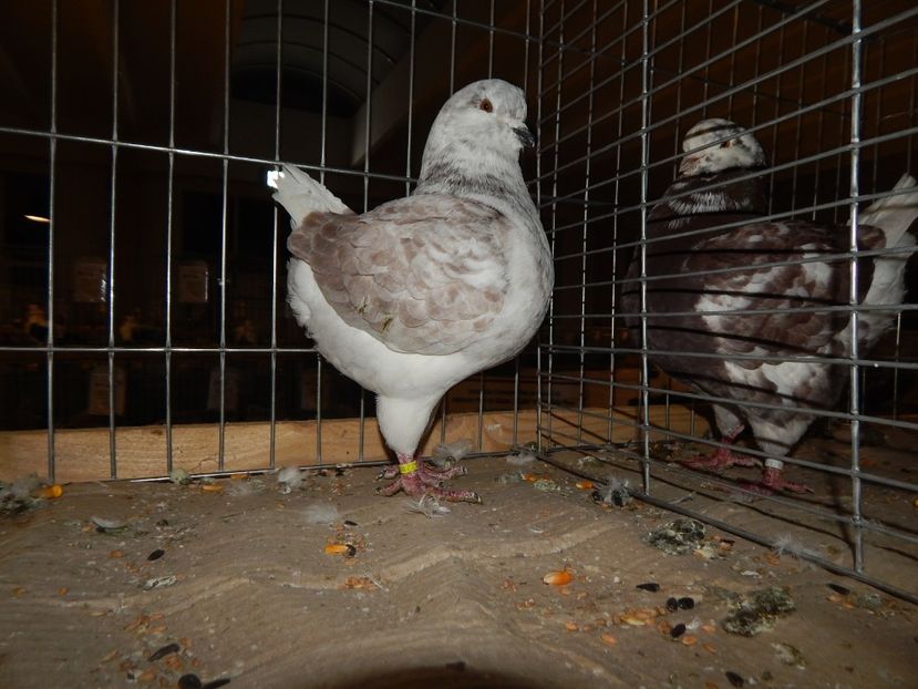  - Sannicolau Mare Noiembrie 2018