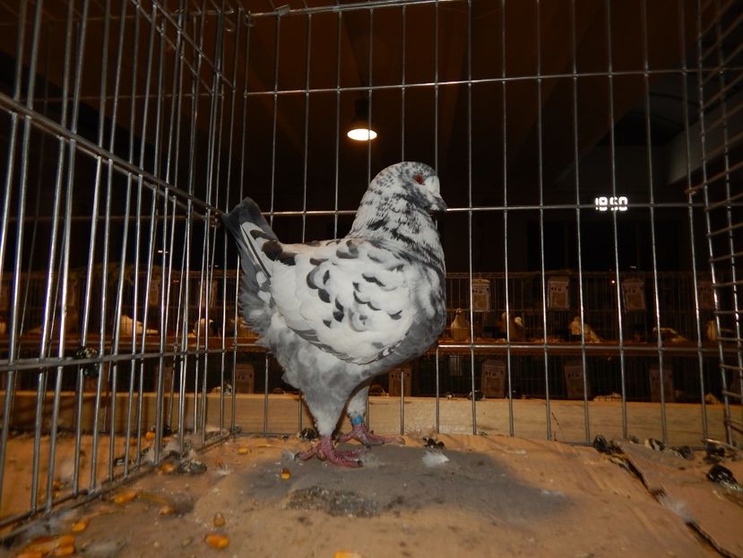  - Sannicolau Mare Noiembrie 2018