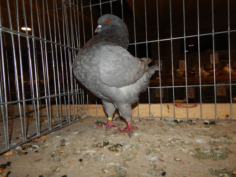  - Sannicolau Mare Noiembrie 2018