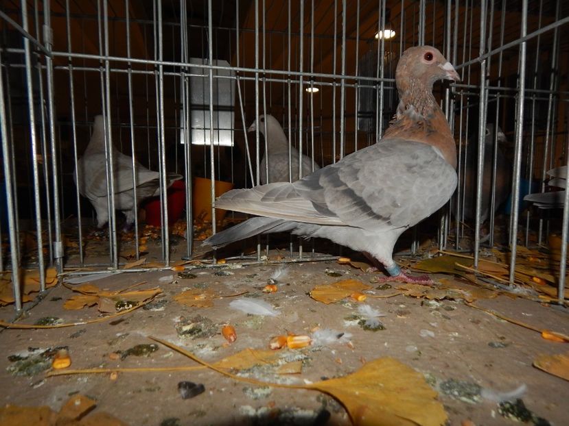  - Sannicolau Mare Noiembrie 2018