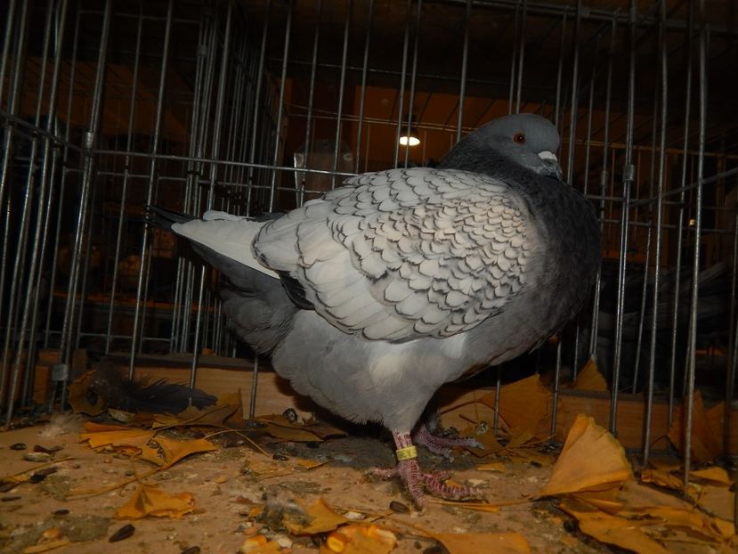  - Sannicolau Mare Noiembrie 2018