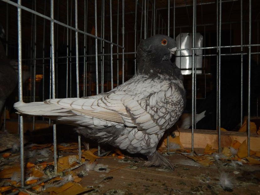  - Sannicolau Mare Noiembrie 2018