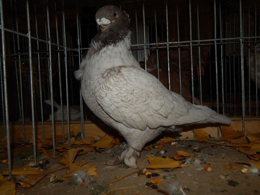  - Sannicolau Mare Noiembrie 2018