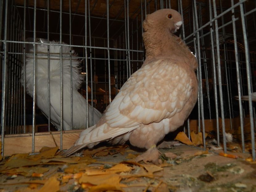  - Sannicolau Mare Noiembrie 2018