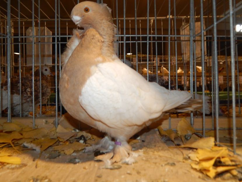  - Sannicolau Mare Noiembrie 2018