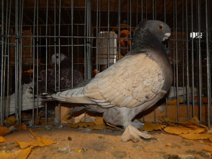  - Sannicolau Mare Noiembrie 2018