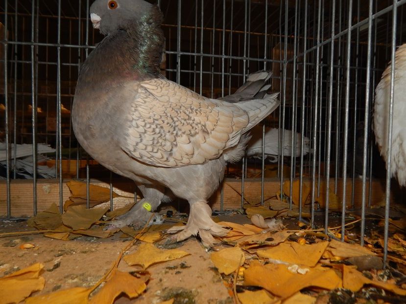  - Sannicolau Mare Noiembrie 2018