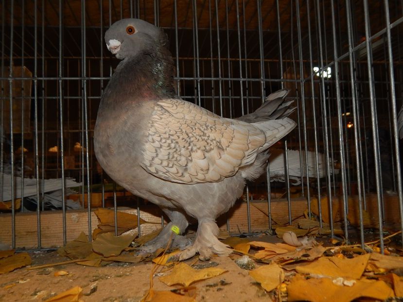  - Sannicolau Mare Noiembrie 2018