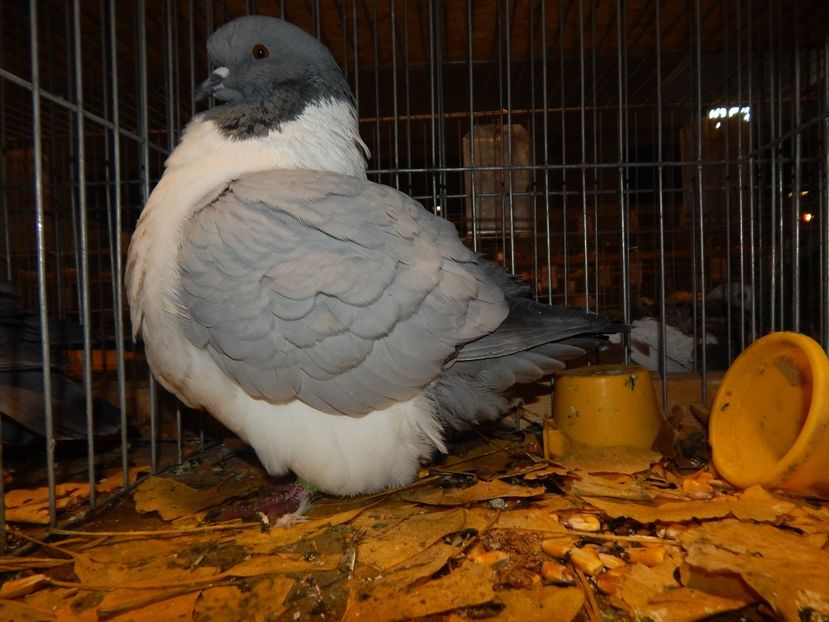  - Sannicolau Mare Noiembrie 2018